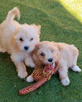 Maltipoo Toy
