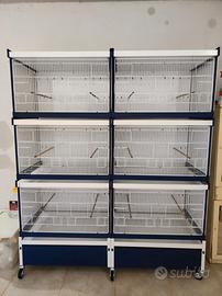 Allevamento canarini