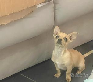 Spitz e cucciolo Chihuahua