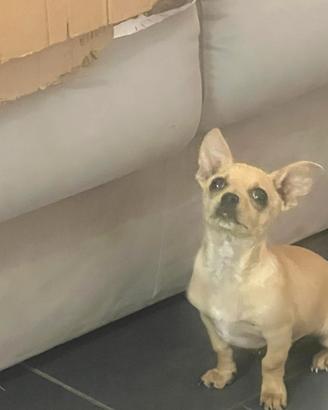 Spitz e cucciolo Chihuahua