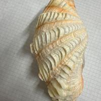 Conchiglia Tridacna Elongata 14 Cm Circa