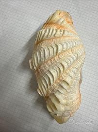 Conchiglia Tridacna Elongata 14 Cm Circa