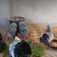 Gallina Wyandotte argento