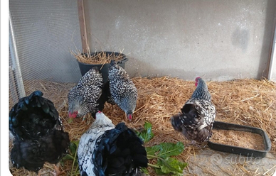 Gallina Wyandotte argento