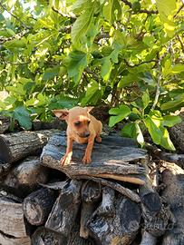 Pincher