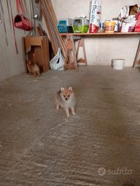 Animali