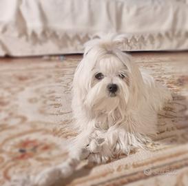 Maltese accoppiamento