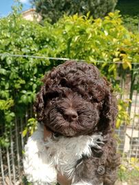 Lagotto cuccioli con Pedigree