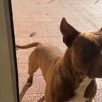 Pitbull red nose maschio per monta