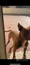 Pitbull red nose maschio per monta
