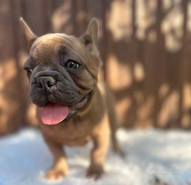 bulldog francese fawn blu