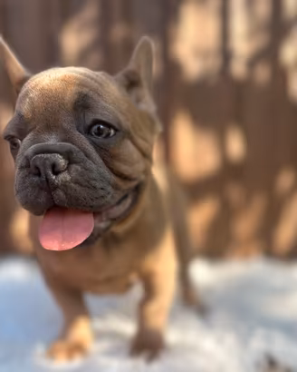 bulldog francese fawn blu