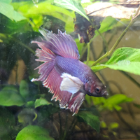 Pesce combattente betta half moon dumbo