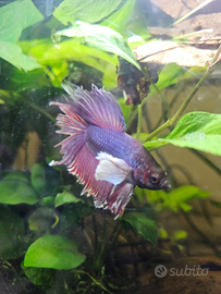 Pesce combattente betta half moon dumbo