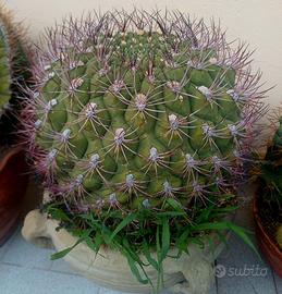 Cactus palla gigante