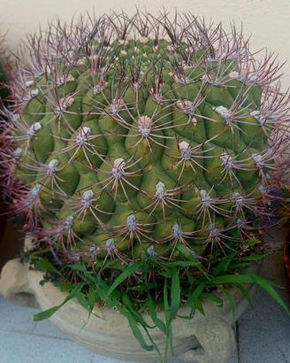 Cactus palla gigante