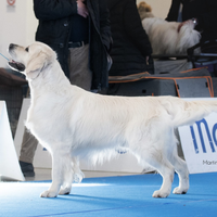 Cuccioli Golden Retriever linea inglese
