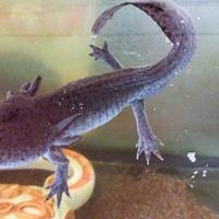 Axolot -Ambystoma Mexicanum-
