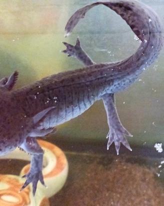 Axolot -Ambystoma Mexicanum-