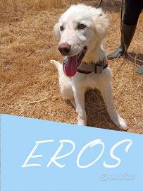 Eros cucciolo futura taglia medio-grande