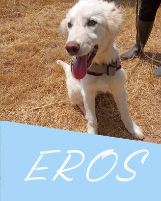 Eros cucciolo futura taglia medio-grande