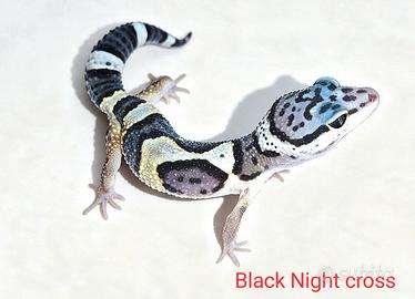 Geco leopardino black night, tangerine, vari morph