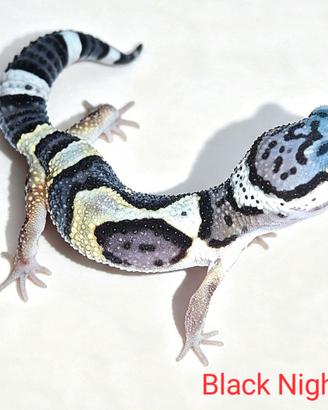 Geco leopardino black night, tangerine, vari morph