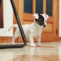Jack Russell terrier femmina