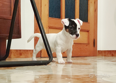 Jack Russell terrier femmina