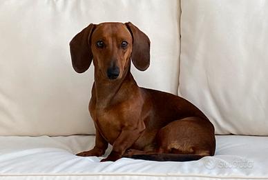 Bassotto nano per monta