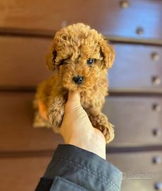 Barboncini barboncino Toy albicocca mesi tre