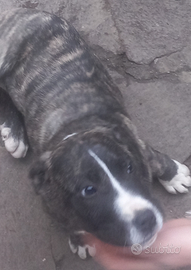 Cucciolo cane corso 3 mesi