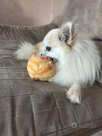 Stalloncino chihuahua crema Blue fawn pl pedigree