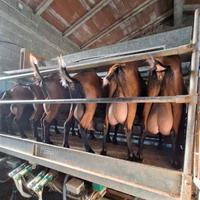 Camosciate delle Alpi