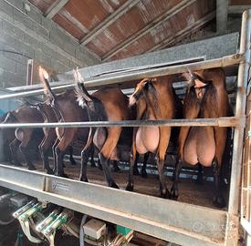 Camosciate delle Alpi