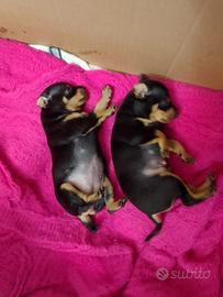 Cuccioli Pinscher Toy