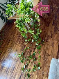 Pothos 2 metri | Pianta da appartamento, 10+ steli