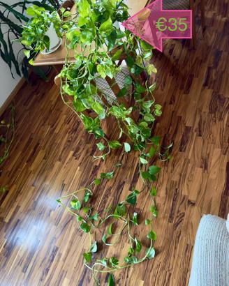 Pothos 2 metri | Pianta da appartamento, 10+ steli