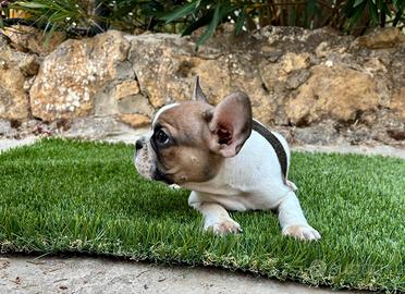 Bulldog francese