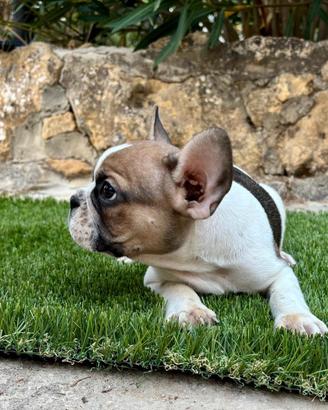 Bulldog francese