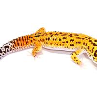 Geco leopardino Tangerine maschio, scambi