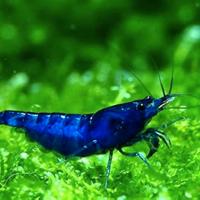 Neocaridine Davidi Blue Dream (Gamberetti)