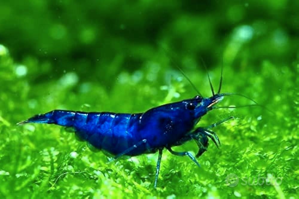 Neocaridine Davidi Blue Dream (Gamberetti) - Animali In vendita a Milano