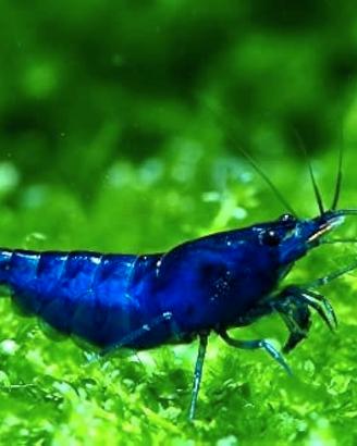 Neocaridine Davidi Blue Dream (Gamberetti)