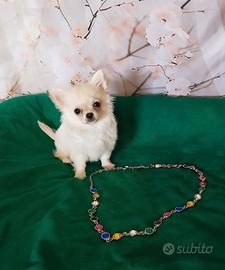 Chihuahua pelo lungo maschietto cucciolo