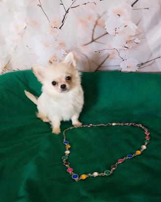 Chihuahua pelo lungo maschietto cucciolo