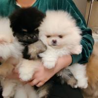 Spitz di Pomerania nano
