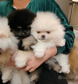 Spitz di Pomerania nano