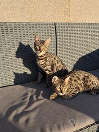 Gatto del bengala