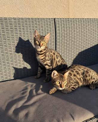 Gatto del bengala